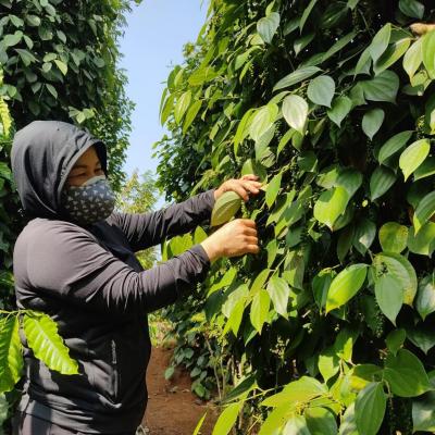 Tại sao Trung Quốc lại mua hồ tiêu từ Việt Nam